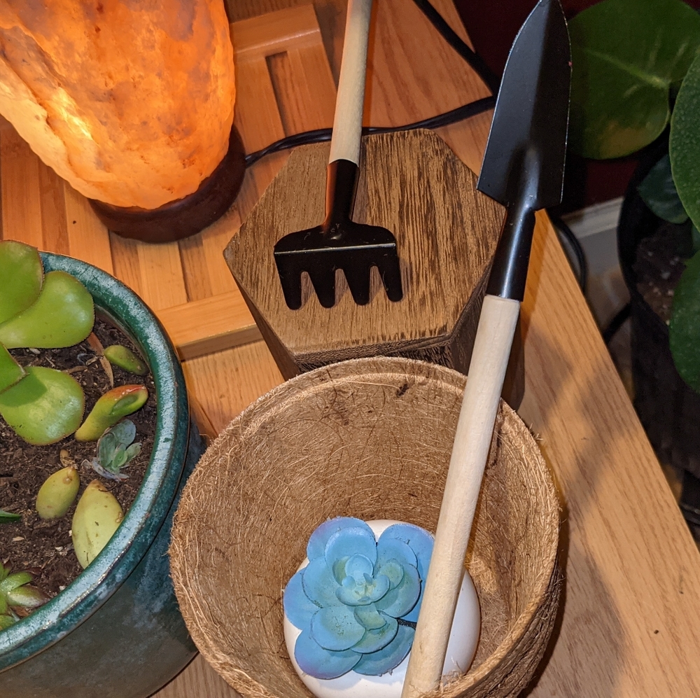 Mini Succulent Starter Kit